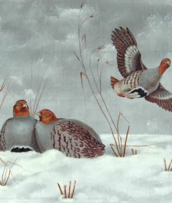 starne-sulla-neve