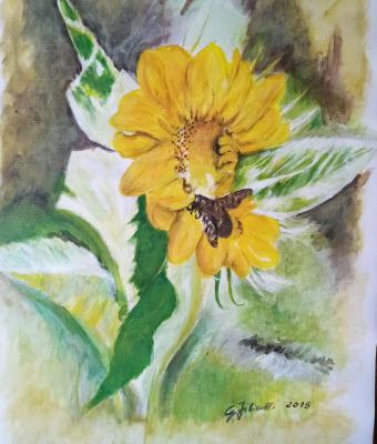 girasole-con-ape