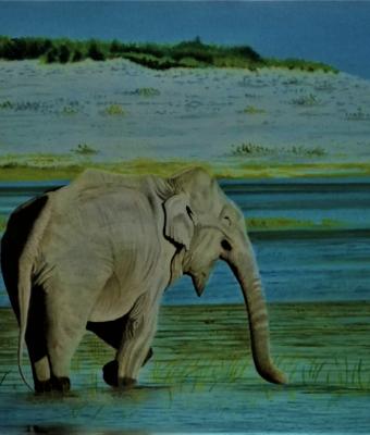 l-elefante-indiano