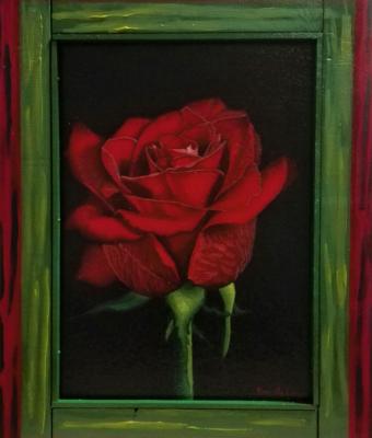 il-calore-della-rosa