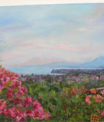 bouganvillea