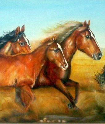 cavalli-selvaggi