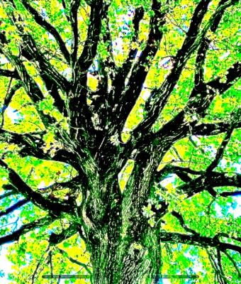 la-quercia