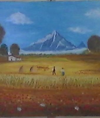 campo-di-grano