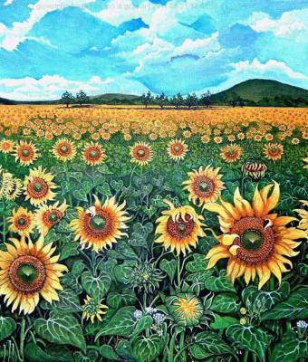 campo-di-girasoli