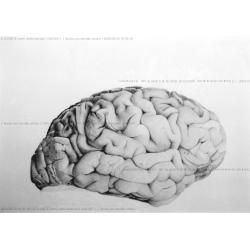 tavole-anatomiche