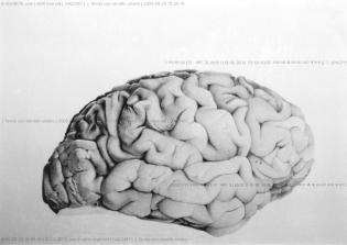 tavole-anatomiche