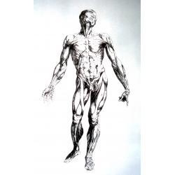 tavole-anatomiche