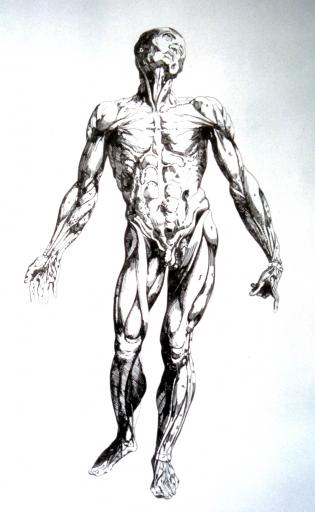 tavole-anatomiche
