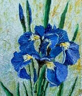 iris