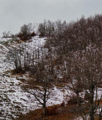 autunno-bosco-faggi-neve-mon