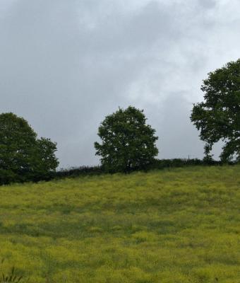 alberi-verdi-primavera-nei-cam