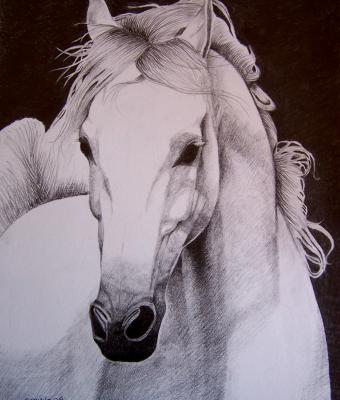 cavallo-arabo
