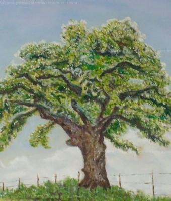 quercia