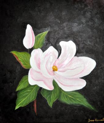magnolia