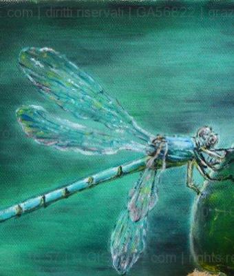 libellula