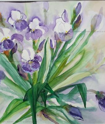 iris