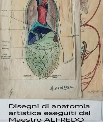 disegni-di-anatomia-artistica
