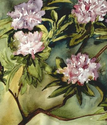 rhododendronblten