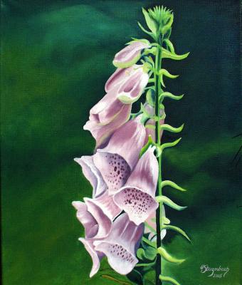 digitalis