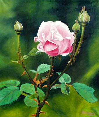 rosenblte