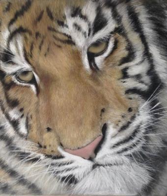 gli-occhi-della-tigre
