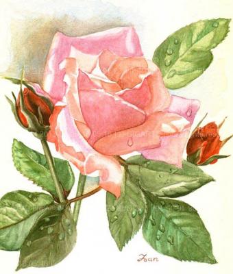 rosa1