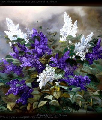 flori-de-liliac