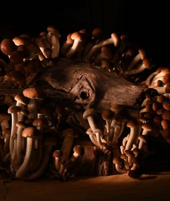 funghi-nascenti