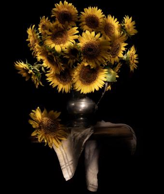 luce-di-girasoli