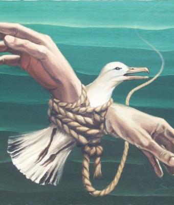 albatros