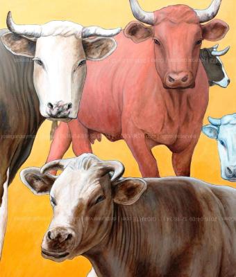 cows