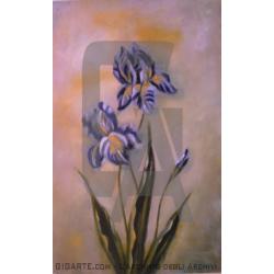 iris