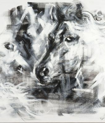 cavalli