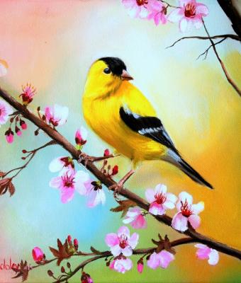 carduelis-tristis