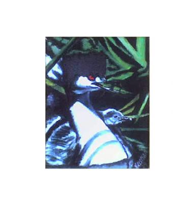 pato-ojos-rojos