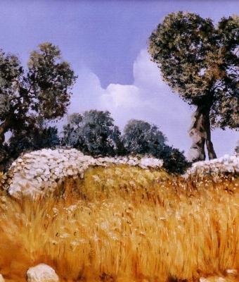 campo-di-grano-tra-gli-ulivi