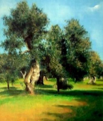 radura-in-campo-d-ulivi