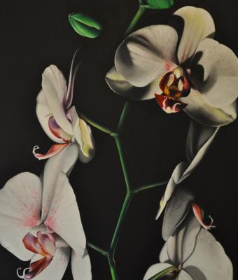 orchidee