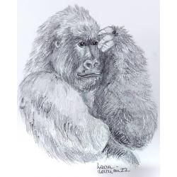 schizzo-gorilla-di-montagna