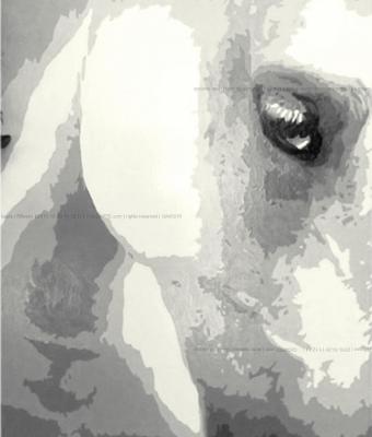 riflesso