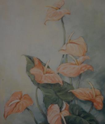 anthurium-rosa