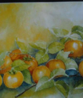 raccolta-di-cachi