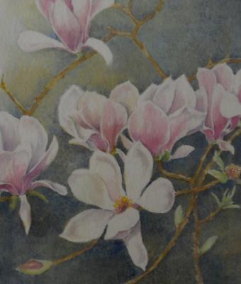 magnolia-del-mio-giardino