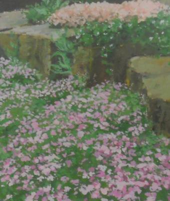 fiori-tra-le-rocce