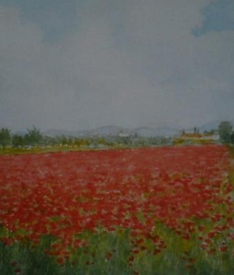 campo-di-papaveri