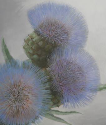 carciofo-in-fiore