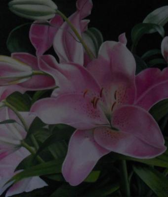 lilyum-rosa