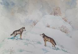 animali