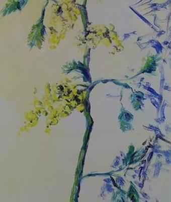 mimosa
